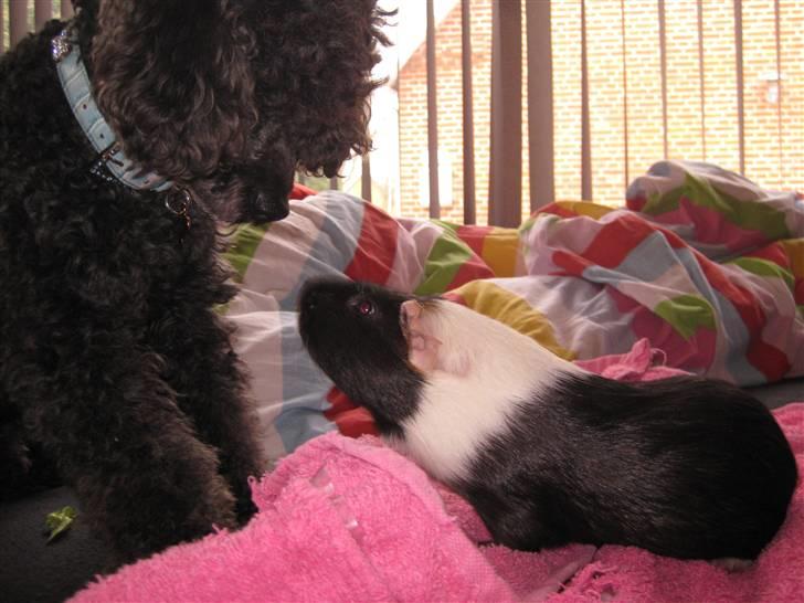 Dværgpuddel Monty billede 12