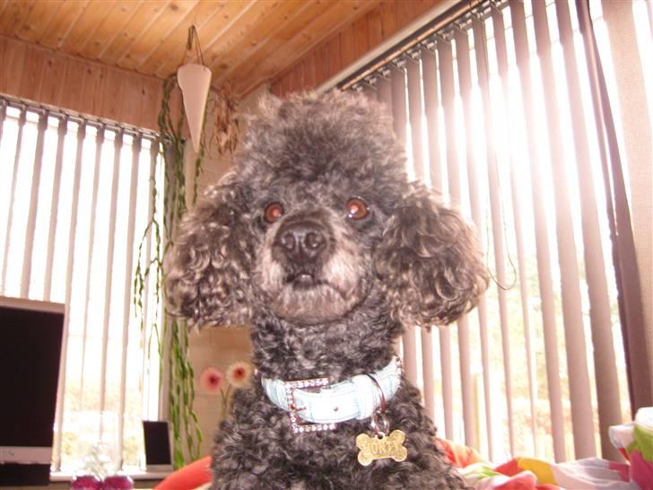 Dværgpuddel Monty billede 13