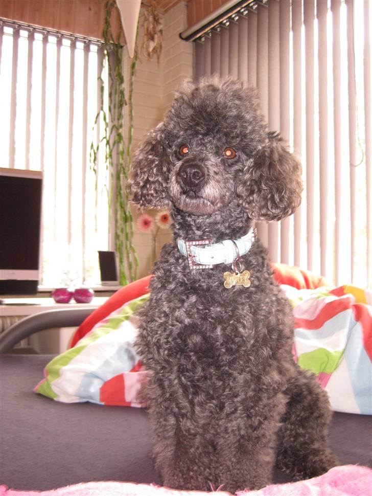 Dværgpuddel Monty billede 14