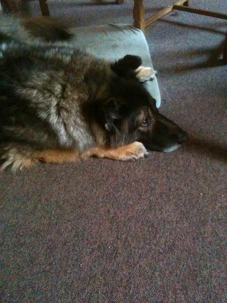 Schæferhund Nicko - Velkommen til nickos profil:) billede 1