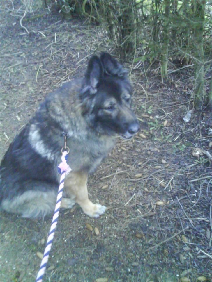 Schæferhund Nicko - Han er bare den bedste billede 2