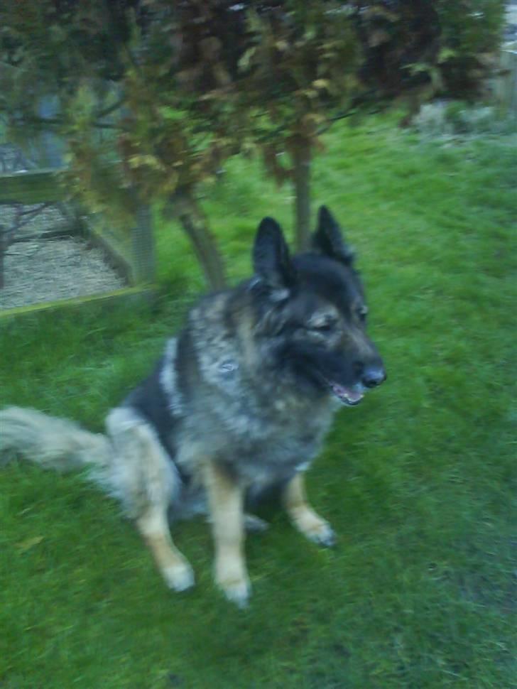 Schæferhund Nicko - nuur han er så sød<3 billede 3