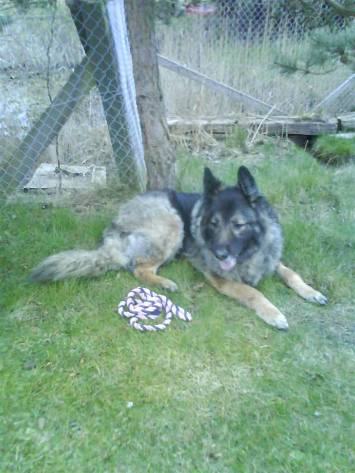 Schæferhund Nicko billede 4