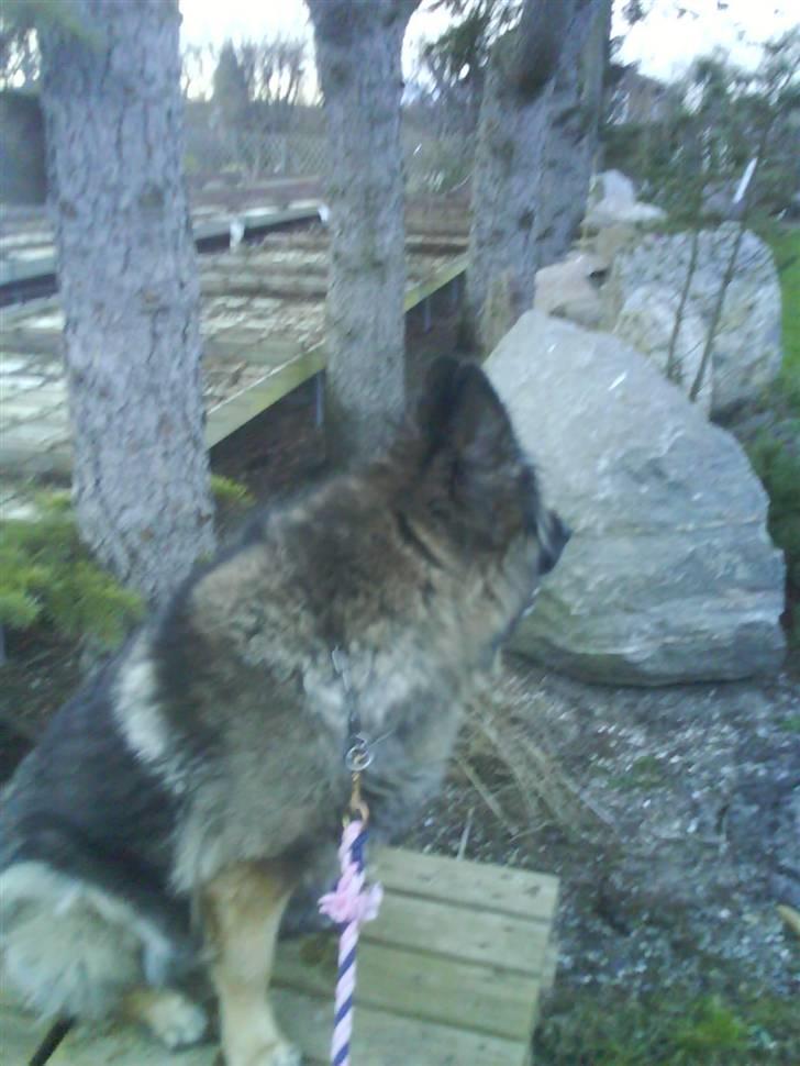 Schæferhund Nicko billede 5