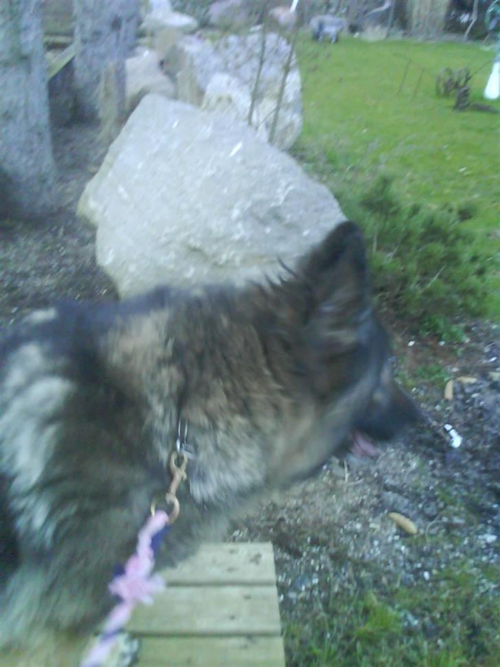 Schæferhund Nicko billede 6