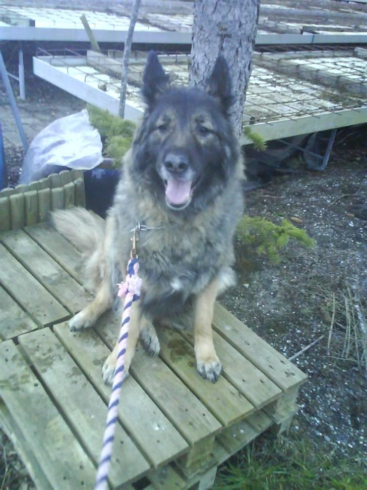 Schæferhund Nicko billede 7