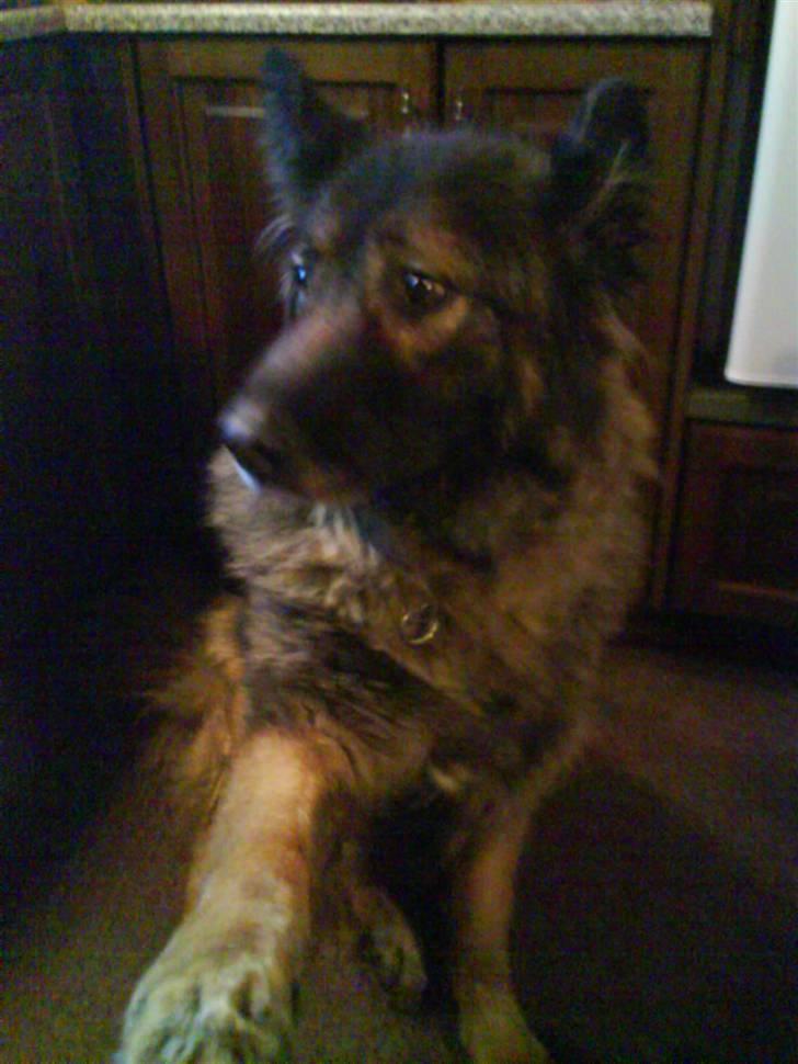 Schæferhund Nicko - Giv pote billede 8