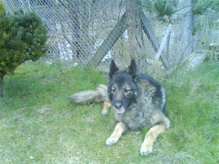 Schæferhund Nicko billede 9