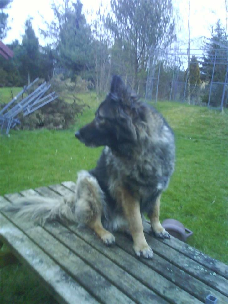 Schæferhund Nicko billede 10