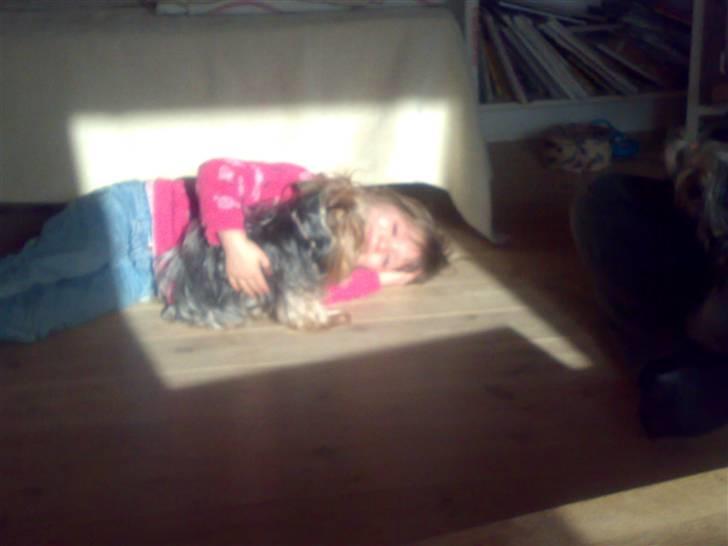 Yorkshire terrier Fiffi - hygge i solen billede 3