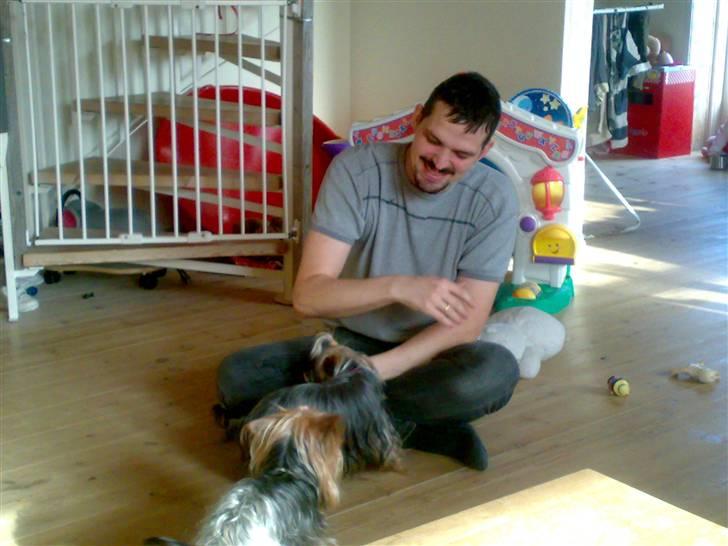 Yorkshire terrier Fiffi - leg med Ole billede 6