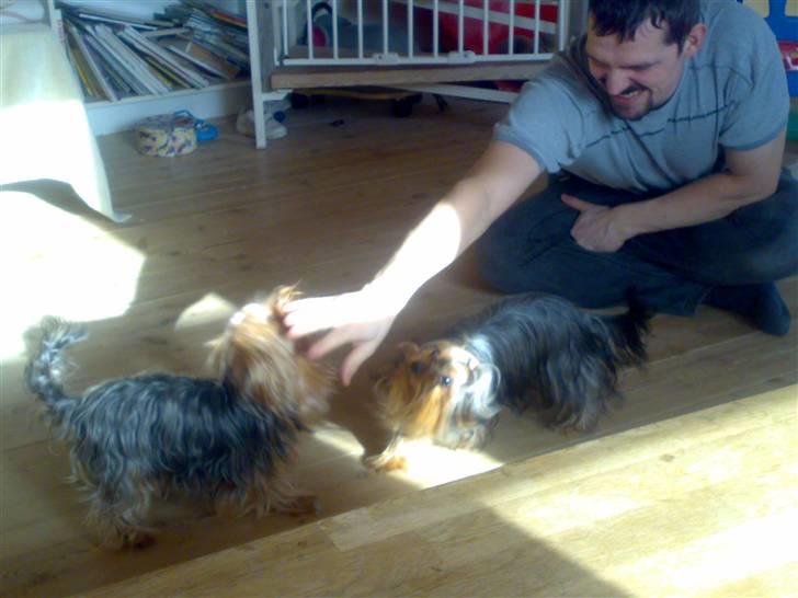 Yorkshire terrier Fiffi - "jeg spiser dig" billede 7