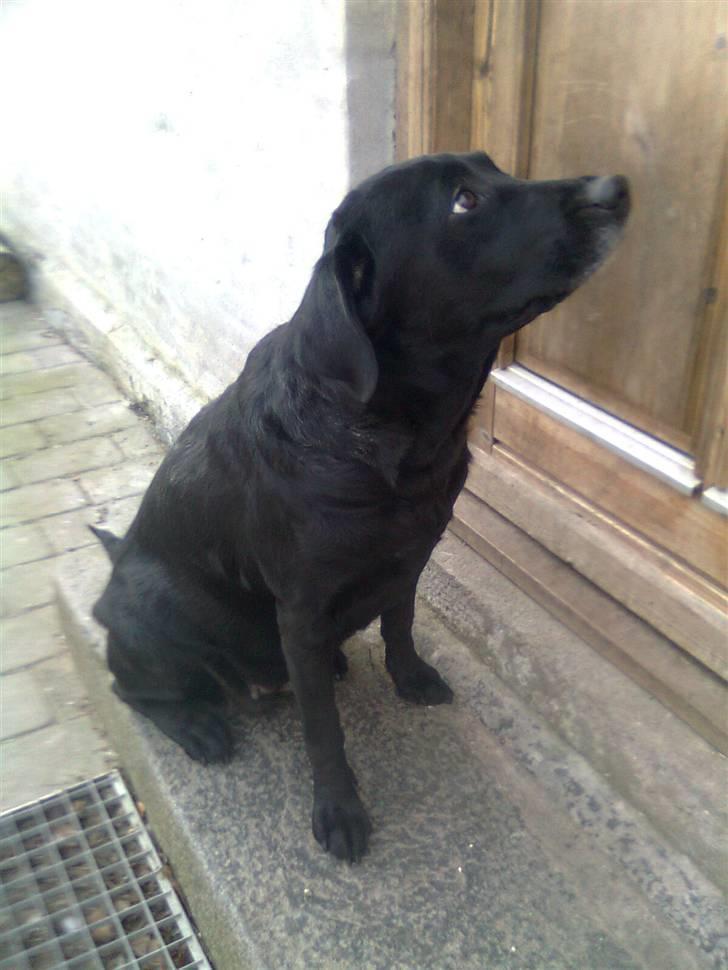 Labrador retriever †.R.I.P June.† 31-01-2014 - hihi luk mig nu ind moor :D billede 18