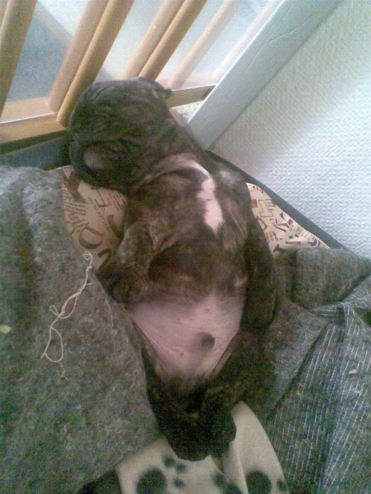 Fransk bulldog armarni billede 10