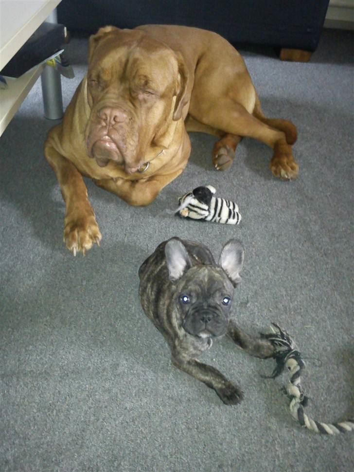 Fransk bulldog armarni billede 15