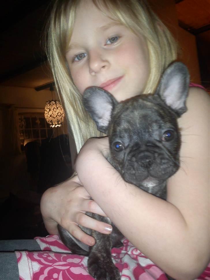 Fransk bulldog armarni billede 2