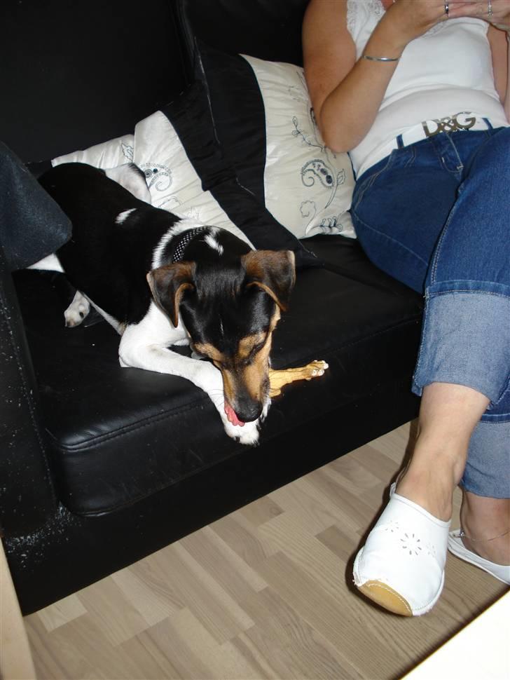 Dansk svensk gaardhund Felix billede 5