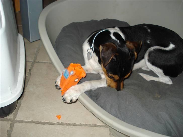 Dansk svensk gaardhund Felix billede 7