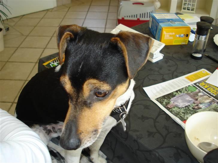 Dansk svensk gaardhund Felix billede 8