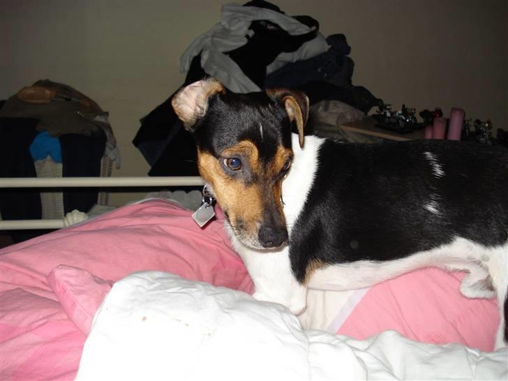 Dansk svensk gaardhund Felix billede 9