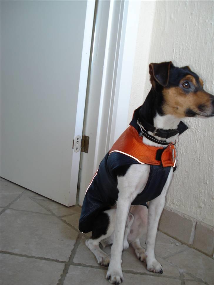 Dansk svensk gaardhund Felix billede 10