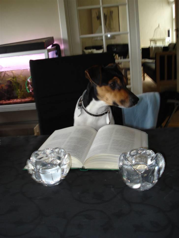 Dansk svensk gaardhund Felix billede 11