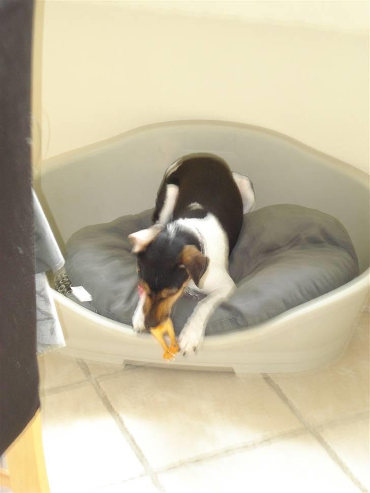 Dansk svensk gaardhund Felix billede 12