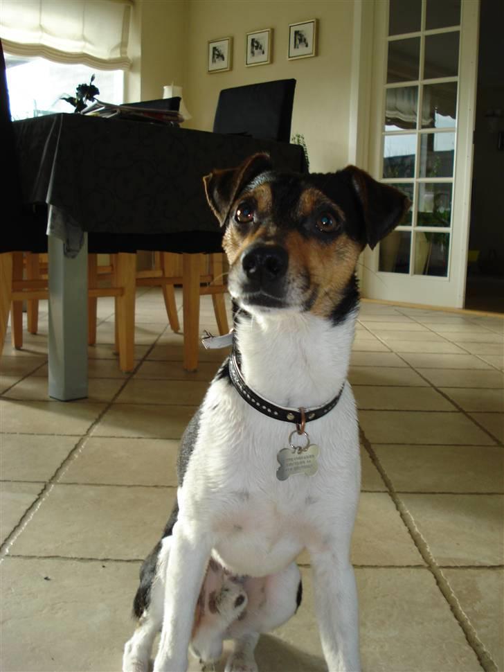 Dansk svensk gaardhund Felix billede 13