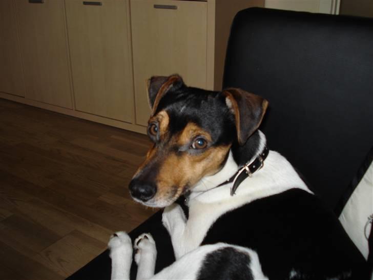 Dansk svensk gaardhund Felix billede 14