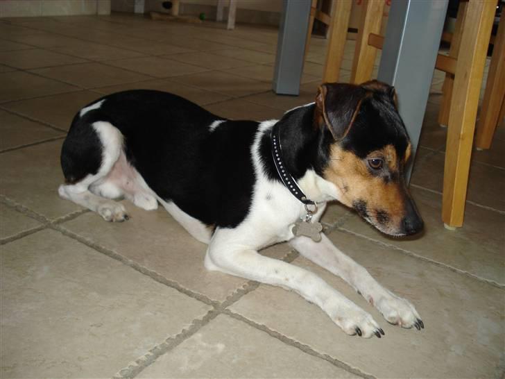 Dansk svensk gaardhund Felix billede 15