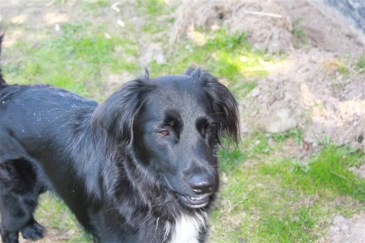 Blanding af racer Junior <3 - <3 Billede taget af Frederikke (min søster) :D billede 13