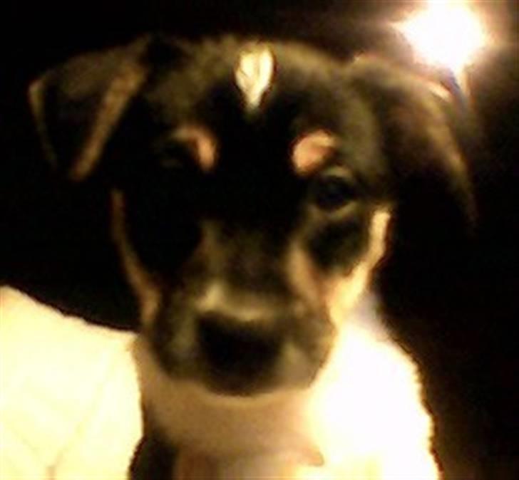 Dansk svensk gaardhund Felix billede 16