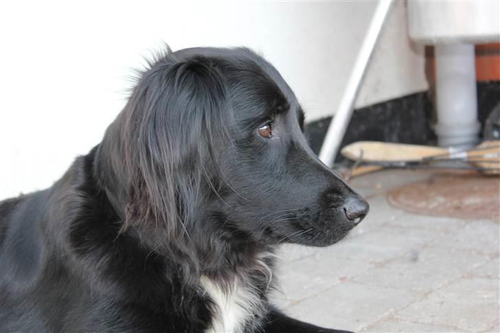 Blanding af racer Junior <3 - Lækre hudi ! <3 :D Billede taget af mig :D billede 17