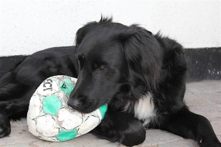 Blanding af racer Junior <3 - <3 Billede taget af mig :D billede 18