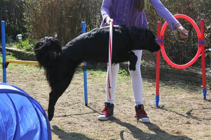 Blanding af racer Junior <3 - Fantastisk billede !<3 billede 19