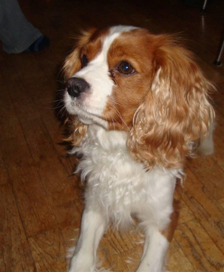 Cavalier king charles spaniel Coockie Nørgaard billede 8
