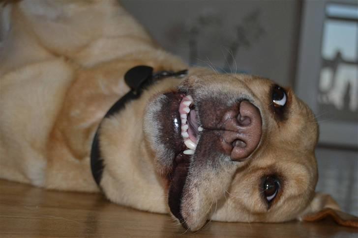 Labrador retriever Zacho billede 15