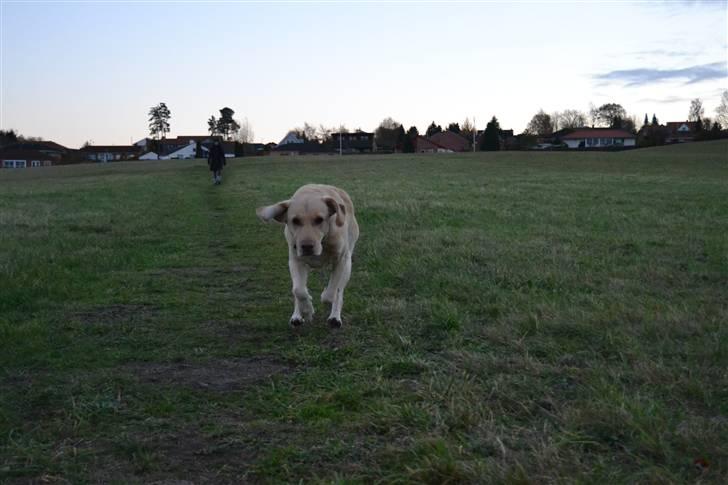 Labrador retriever Zacho billede 16