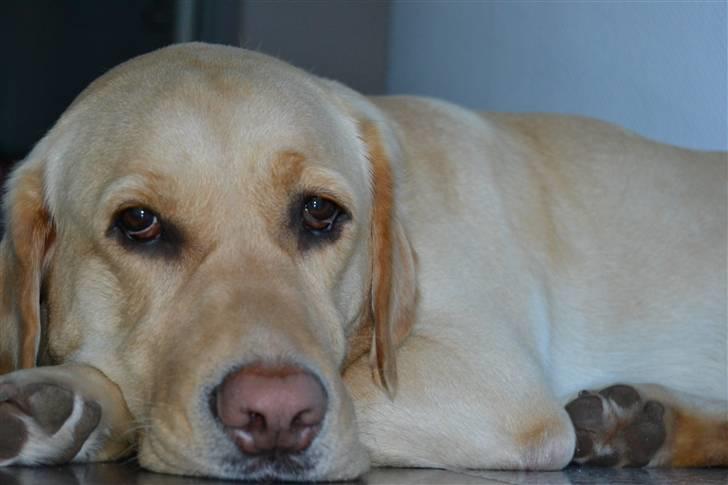 Labrador retriever Zacho billede 18