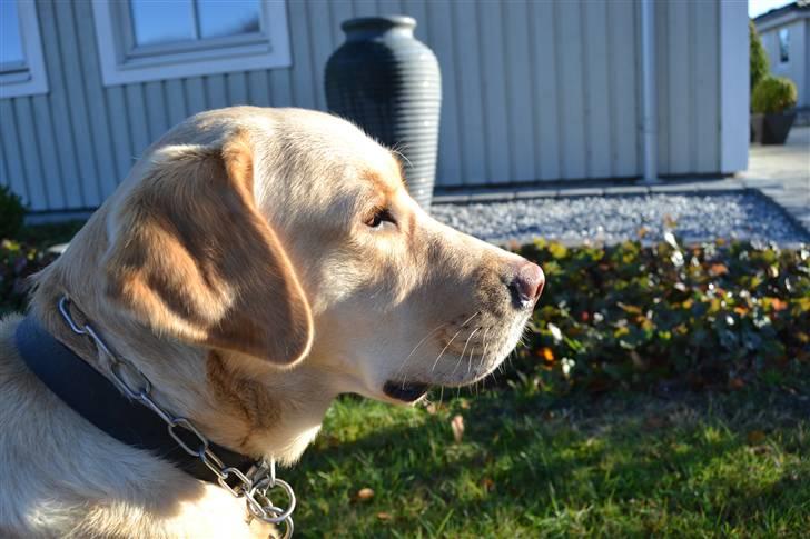 Labrador retriever Zacho billede 19