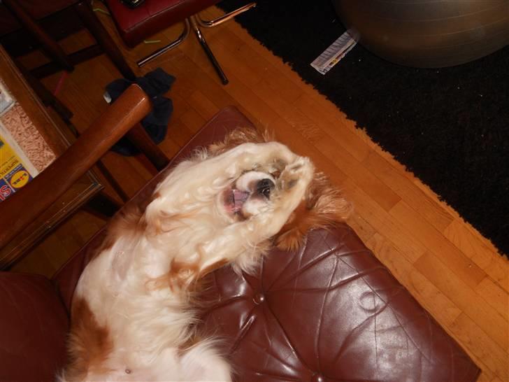 Cavalier king charles spaniel Coockie Nørgaard billede 9