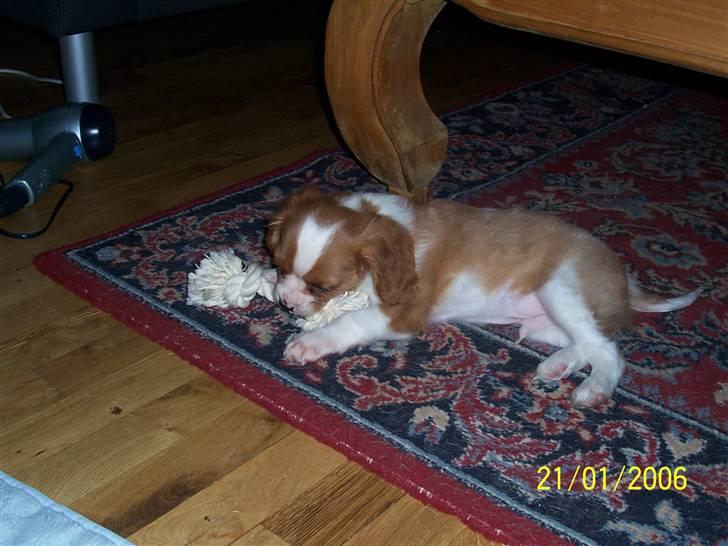 Cavalier king charles spaniel Coockie Nørgaard billede 10