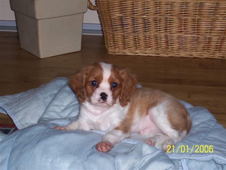 Cavalier king charles spaniel Coockie Nørgaard billede 11