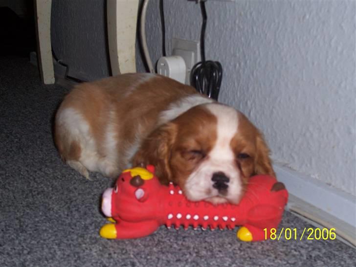 Cavalier king charles spaniel Coockie Nørgaard billede 12