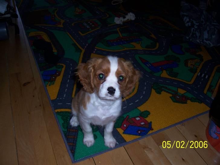 Cavalier king charles spaniel Coockie Nørgaard billede 13