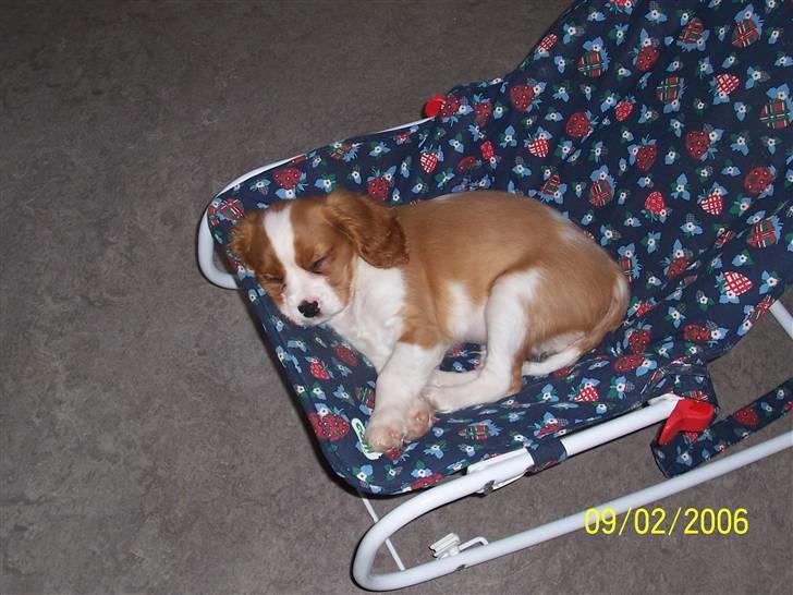 Cavalier king charles spaniel Coockie Nørgaard billede 14