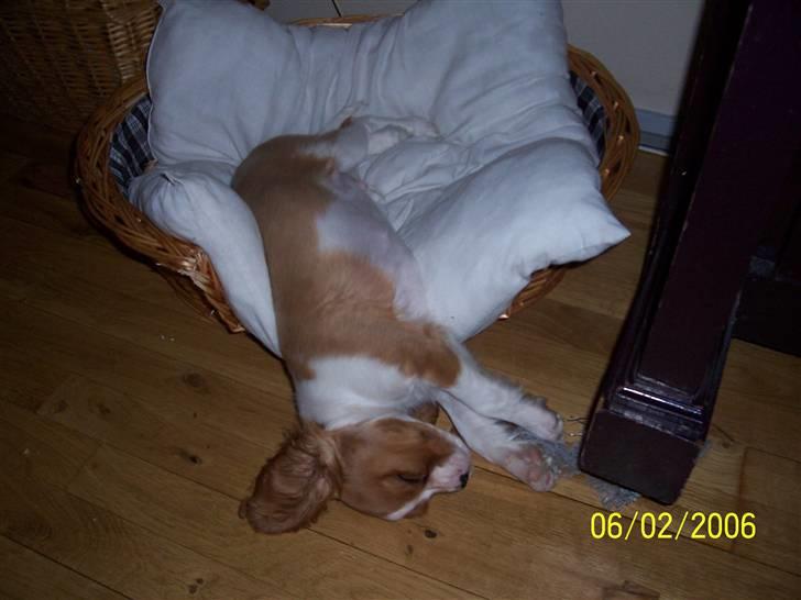 Cavalier king charles spaniel Coockie Nørgaard billede 15