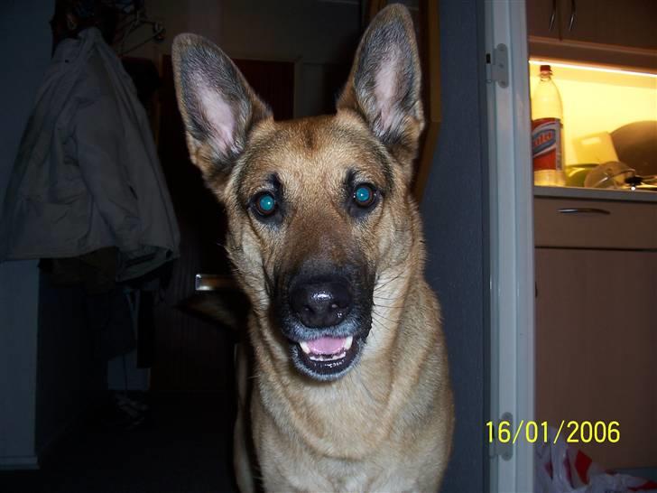 Schæferhund Victor billede 1