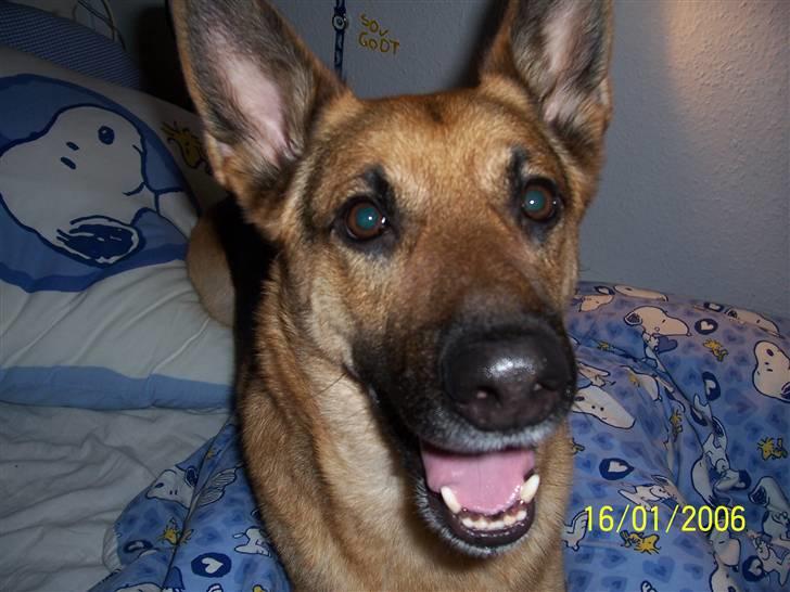 Schæferhund Victor billede 2