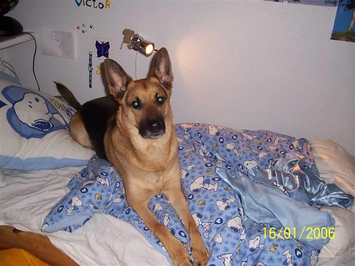 Schæferhund Victor billede 3